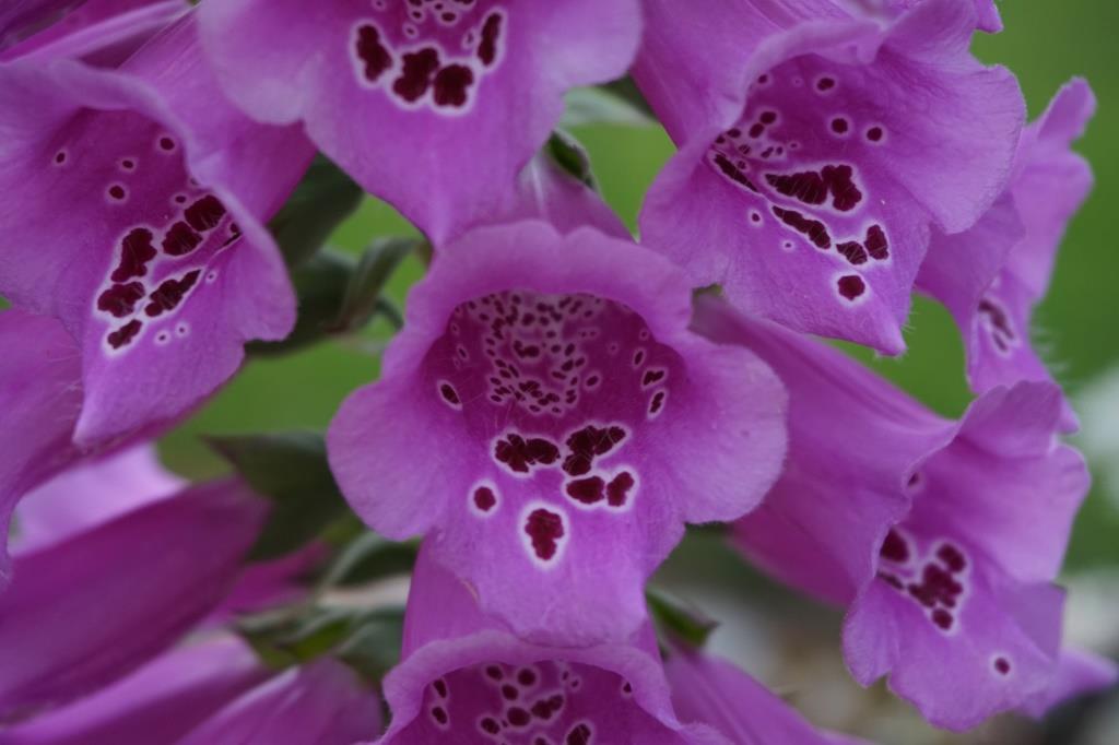 Digitalis purpurea 2