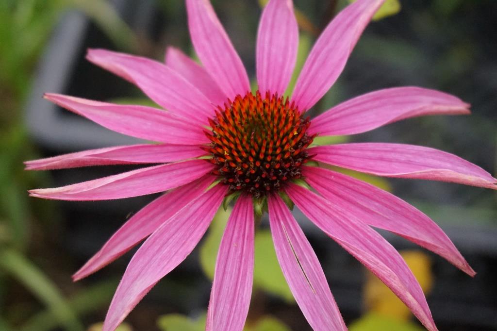 Echinacea purpurea 'Magus'