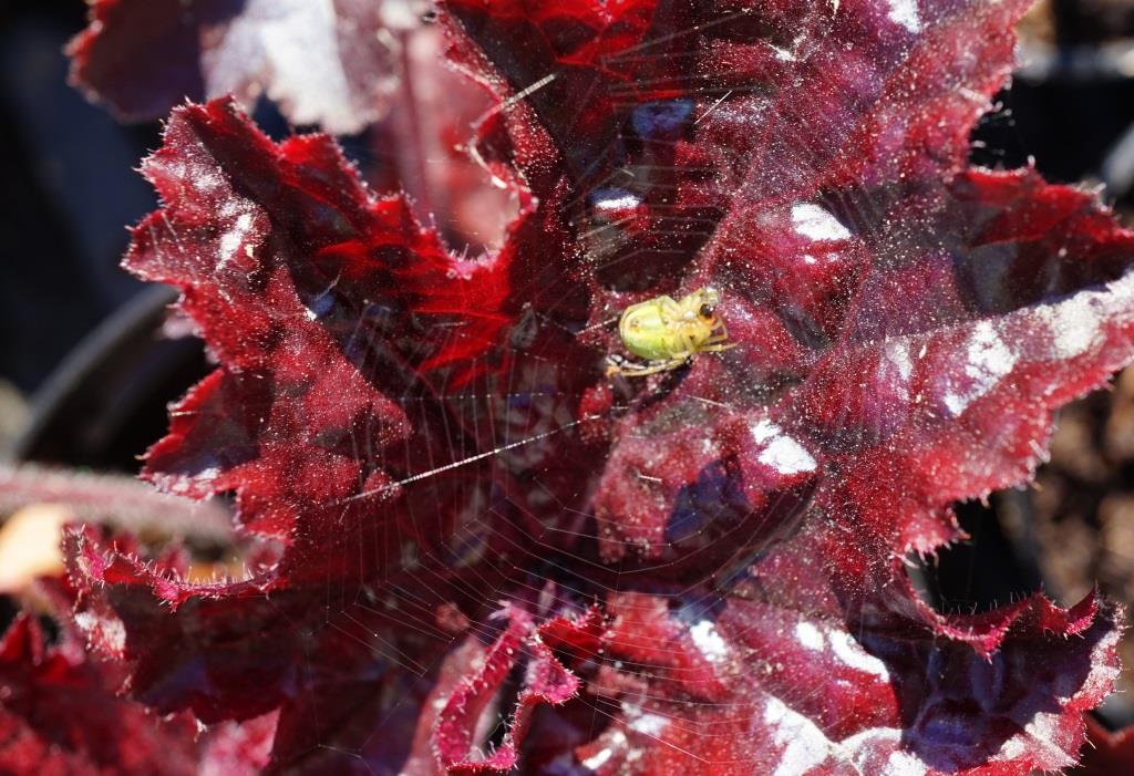 Heuchera micrantha 'Palace Purple'