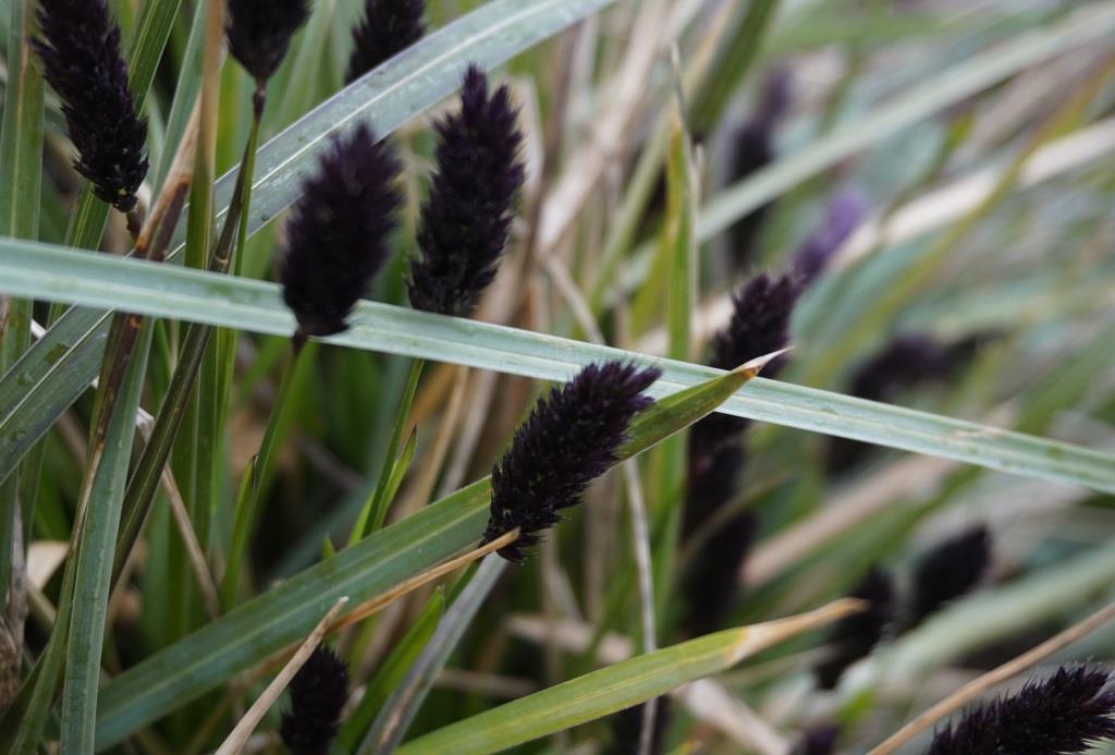 Sesleria heufleriana Blue Moor Grass