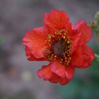 Geum